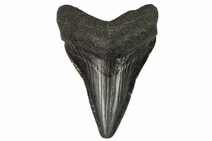 Juvenile Megalodon Tooth - Georgia #115714